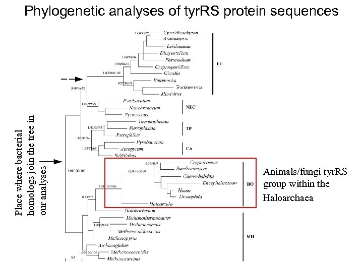Place where bacterial homologs join the tree in our analyses Phylogenetic analyses of tyr.