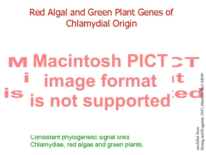 Consistent phylogenetic signal links Chlamydiae, red algae and green plants. modified from Huang and