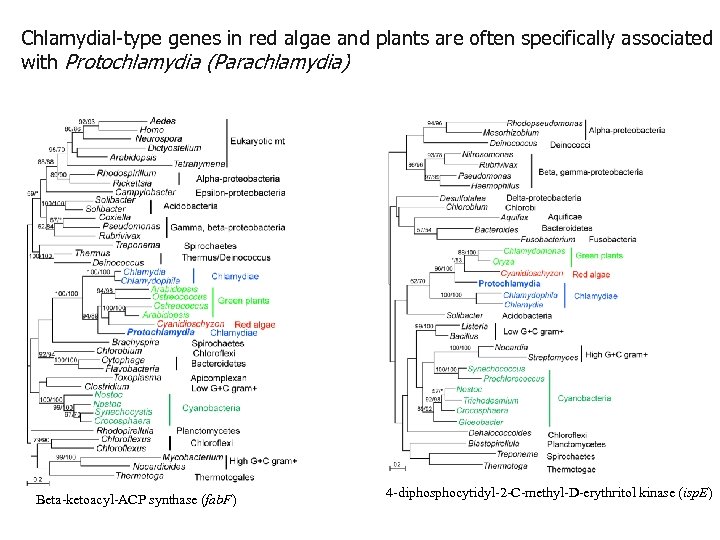 Chlamydial-type genes in red algae and plants are often specifically associated with Protochlamydia (Parachlamydia)
