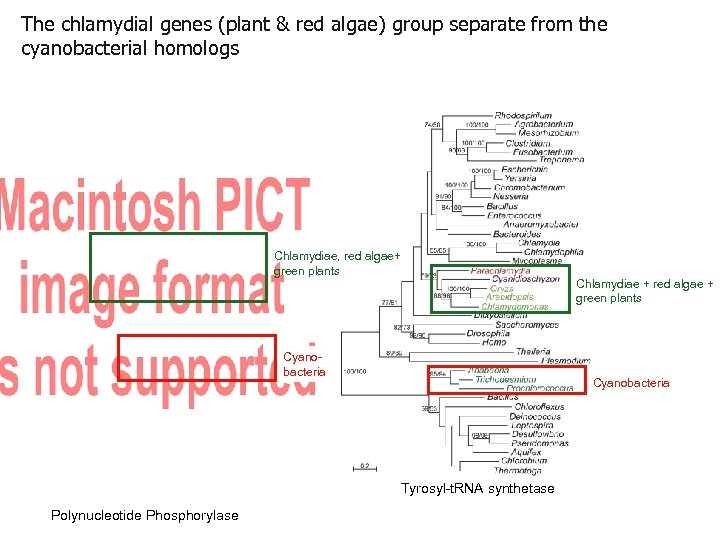 The chlamydial genes (plant & red algae) group separate from the cyanobacterial homologs Chlamydiae,
