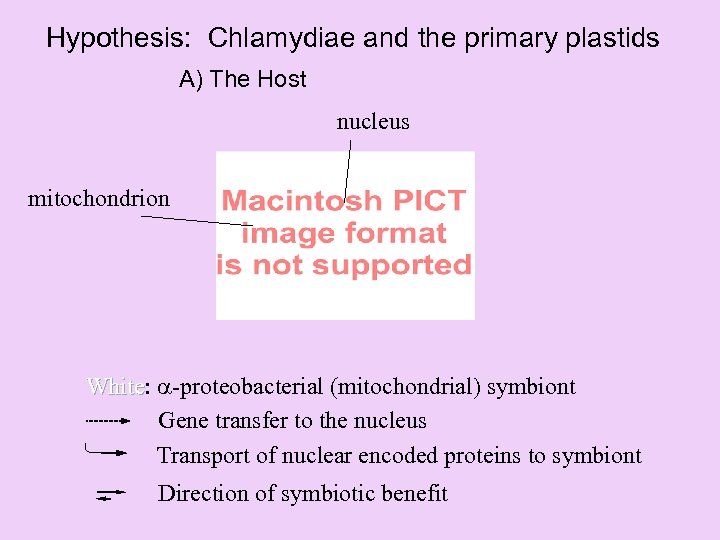 Hypothesis: Chlamydiae and the primary plastids A) The Host nucleus mitochondrion White: -proteobacterial (mitochondrial)