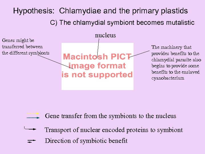 Hypothesis: Chlamydiae and the primary plastids C) The chlamydial symbiont becomes mutalistic Genes might