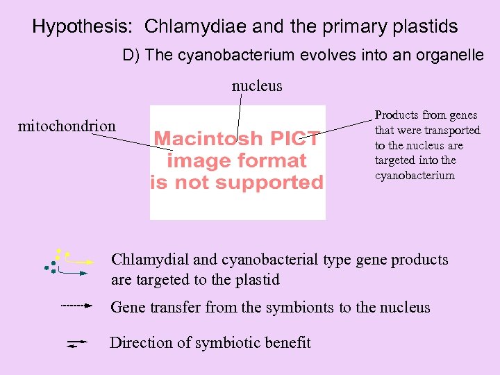 Hypothesis: Chlamydiae and the primary plastids D) The cyanobacterium evolves into an organelle nucleus