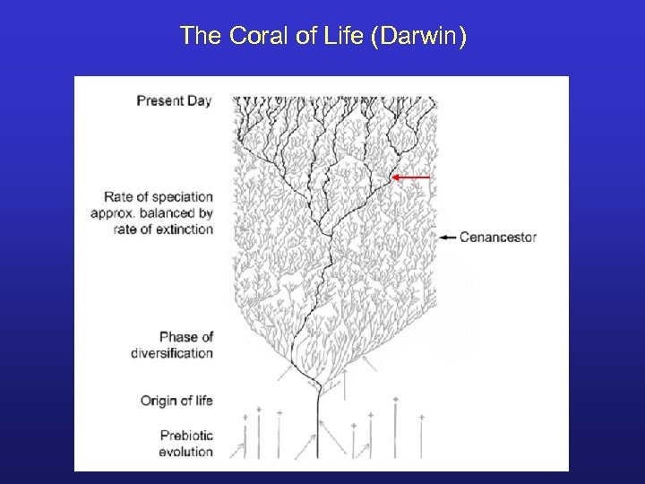 The Coral of Life (Darwin) 