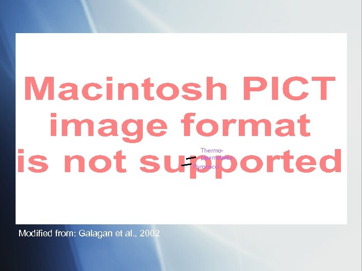 Thermoplasmatales Pyrococci Modified from: Galagan et al. , 2002 