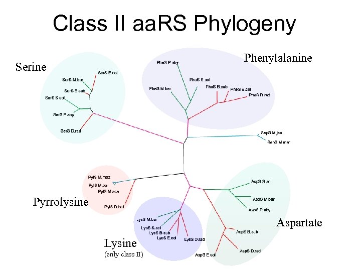 Class II aa. RS Phylogeny Phenylalanine Serine Pyrrolysine Aspartate Lysine (only class II) 