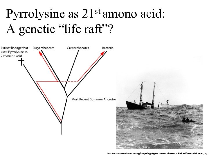 st amono 21 Pyrrolysine as A genetic “life raft”? acid: http: //www. avionpark. com/catalog/images/Fighing%20