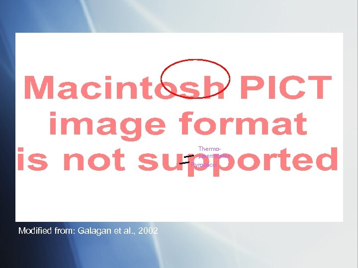 Thermoplasmatales Pyrococci Modified from: Galagan et al. , 2002 
