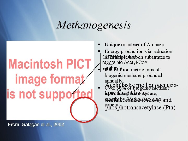 Methanogenesis § Unique to subset of Archaea § Energy production via reduction CODH complex: