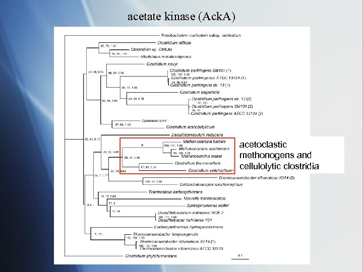 acetate kinase (Ack. A) acetoclastic methonogens and cellulolytic clostridia 