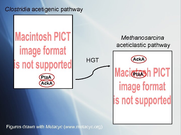 Clostridia acetigenic pathway Methanosarcina aceticlastic pathway HGT Pta. A Ack. A Figures drawn with