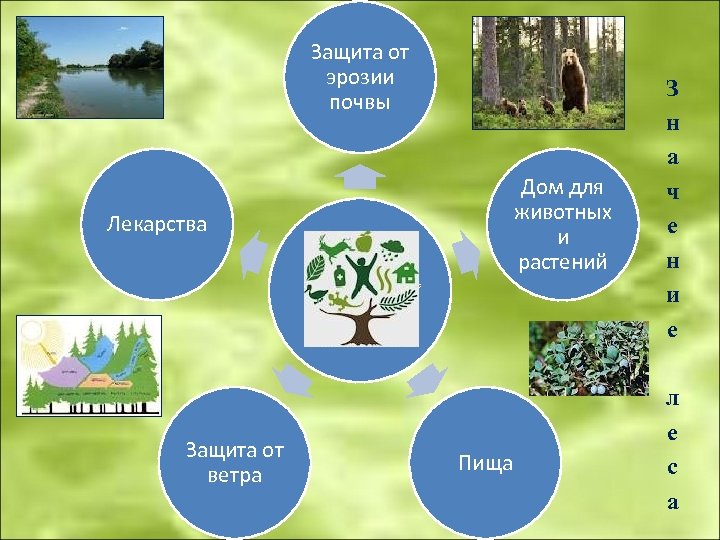 Защита от эрозии почвы Дом для животных и растений Лекарства леса Защита от ветра