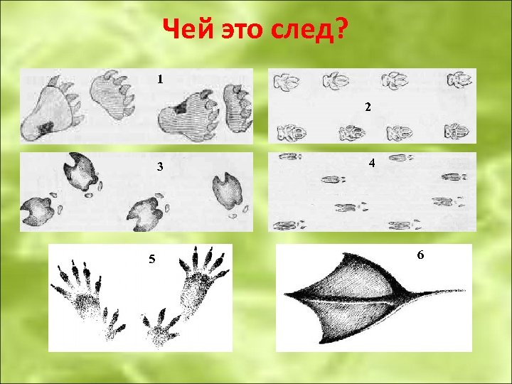 Следы животных и птиц на снегу картинки для детей с подписями