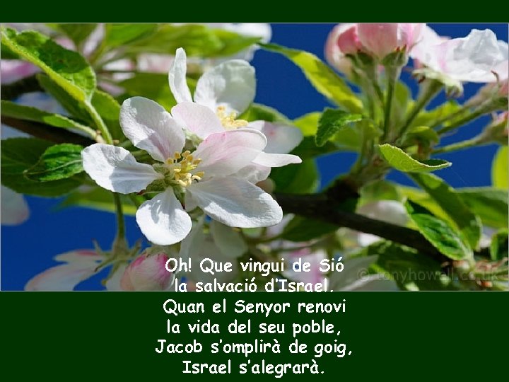Oh! Que vingui de Sió la salvació d’Israel. Quan el Senyor renovi la vida
