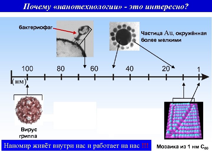 Почему «нанотехнологии» - это интересно? бактериофаг Частица Au, окружённая более мелкими Вирус гриппа Наномир