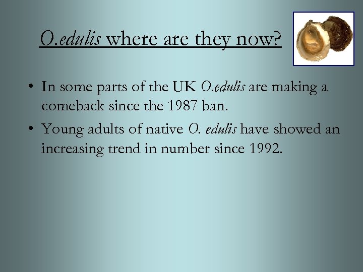 O. edulis where are they now? • In some parts of the UK O.