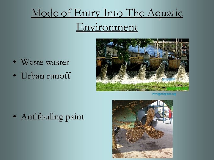 Mode of Entry Into The Aquatic Environment • Waste waster • Urban runoff www.