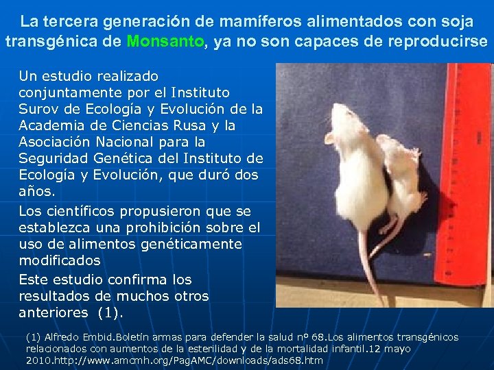 La tercera generación de mamíferos alimentados con soja transgénica de Monsanto, ya no son