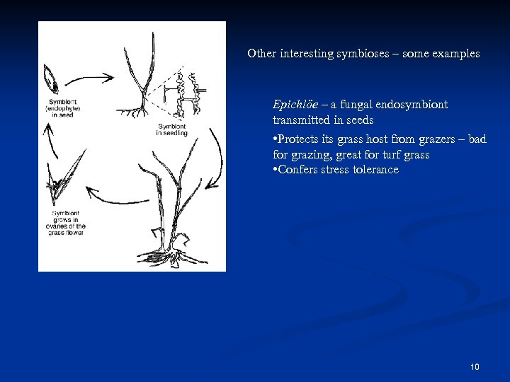 Other interesting symbioses – some examples Epichlöe – a fungal endosymbiont transmitted in seeds