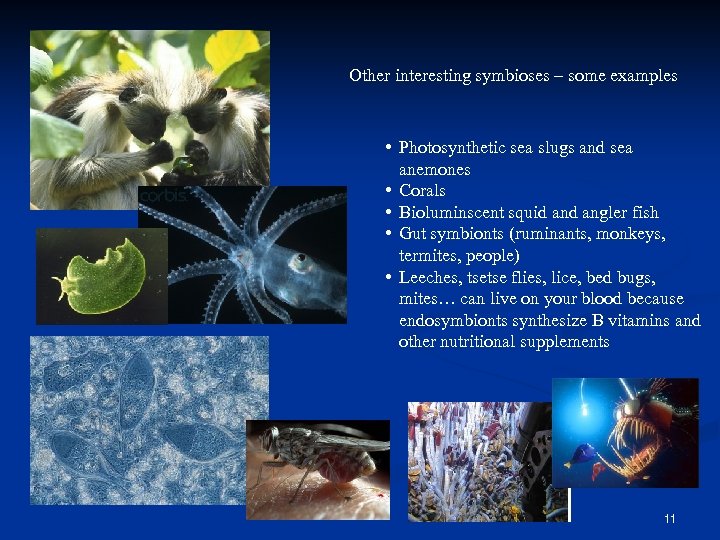 Other interesting symbioses – some examples • Photosynthetic sea slugs and sea anemones •