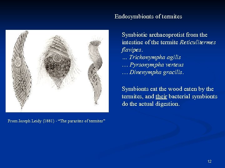 Endosymbionts of termites Symbiotic archaeoprotist from the intestine of the termite Reticulitermes flavipes. …