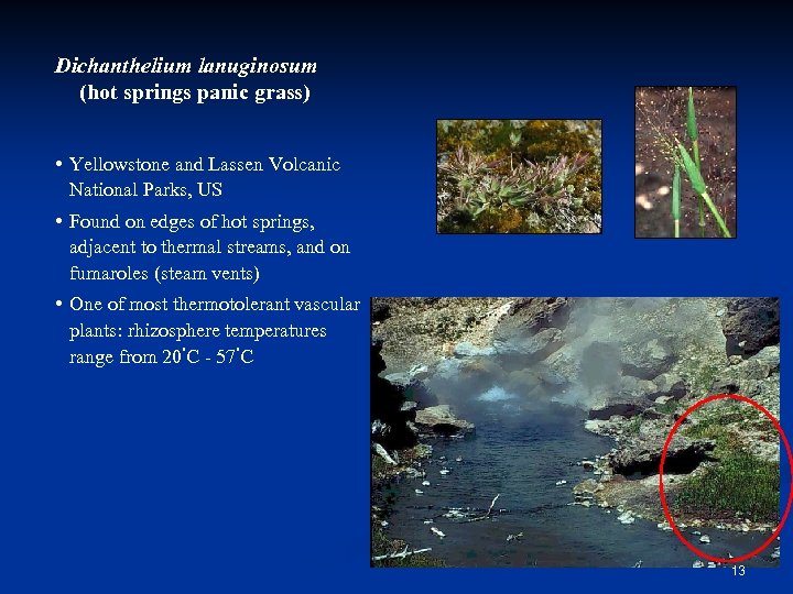 Dichanthelium lanuginosum (hot springs panic grass) • Yellowstone and Lassen Volcanic National Parks, US