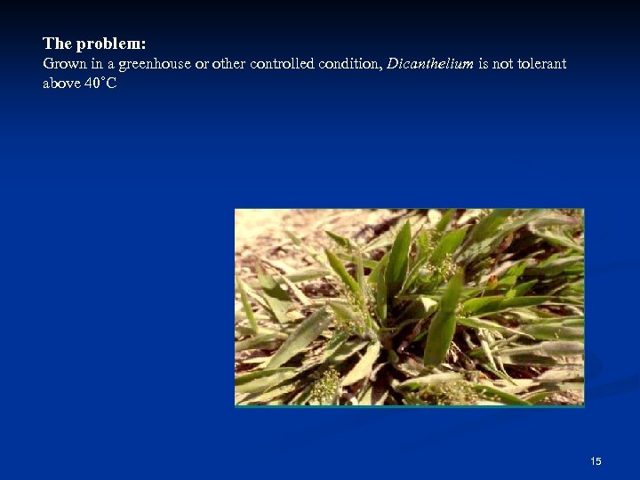 The problem: Grown in a greenhouse or other controlled condition, Dicanthelium is not tolerant