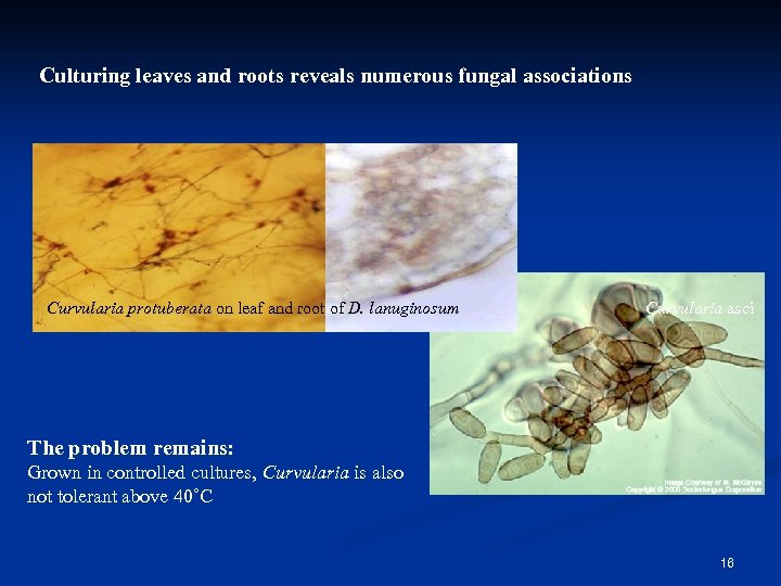Culturing leaves and roots reveals numerous fungal associations Curvularia protuberata on leaf and root