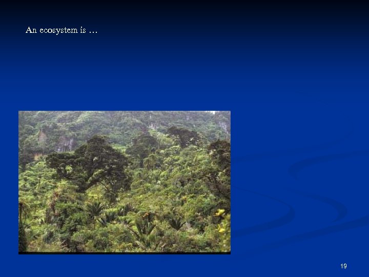 An ecosystem is … 19 