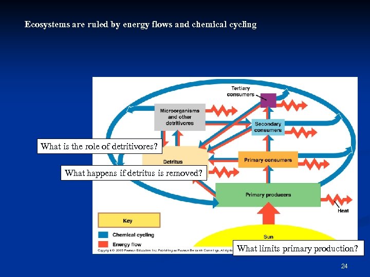 Ecosystems are ruled by energy flows and chemical cycling What is the role of