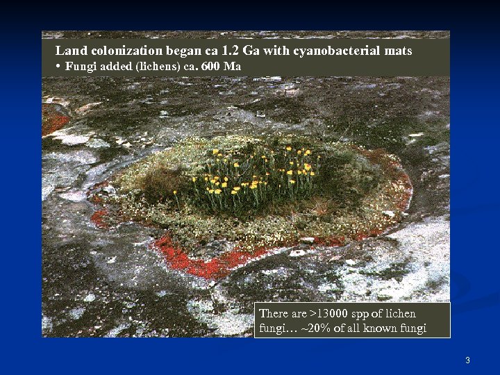 Land colonization began ca 1. 2 Ga with cyanobacterial mats • Fungi added (lichens)