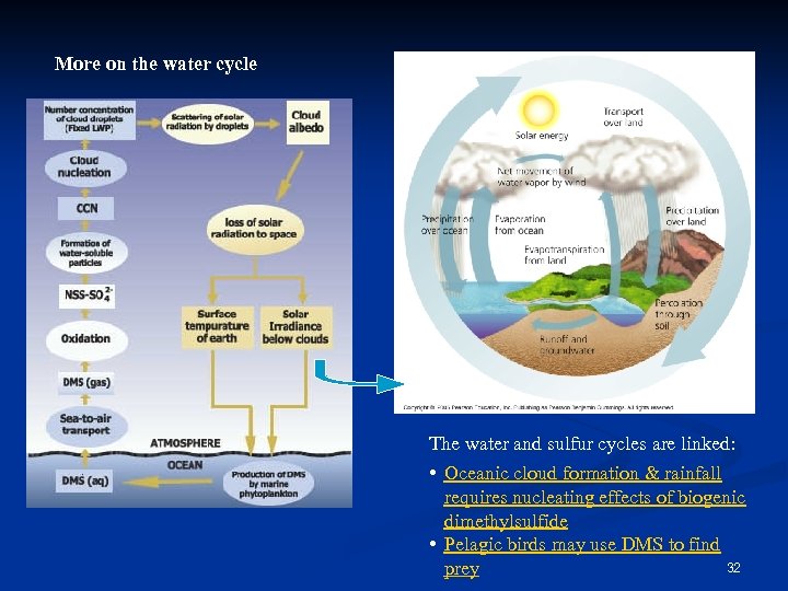 More on the water cycle The water and sulfur cycles are linked: • Oceanic