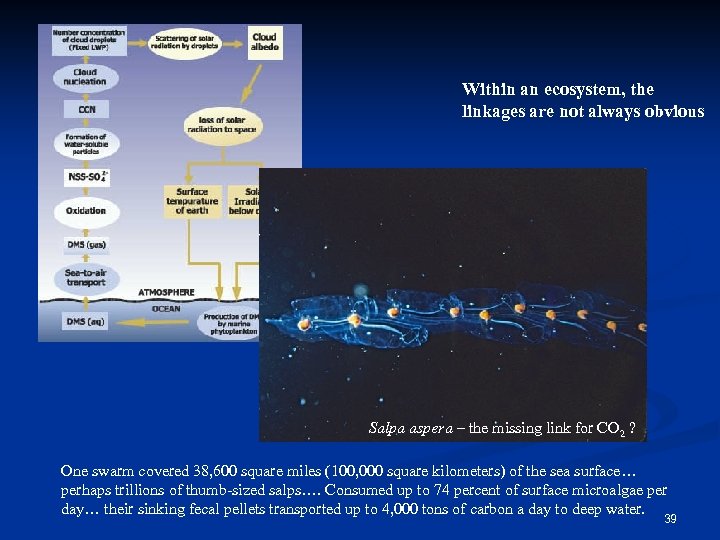 Within an ecosystem, the linkages are not always obvious Salpa aspera – the missing