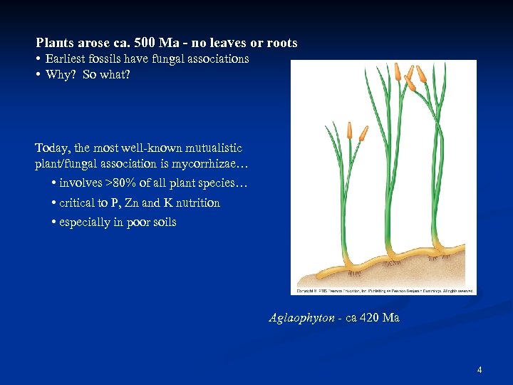 Plants arose ca. 500 Ma - no leaves or roots • Earliest fossils have