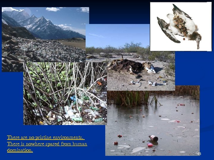 There are no pristine environments. There is nowhere spared from human domination. 45 