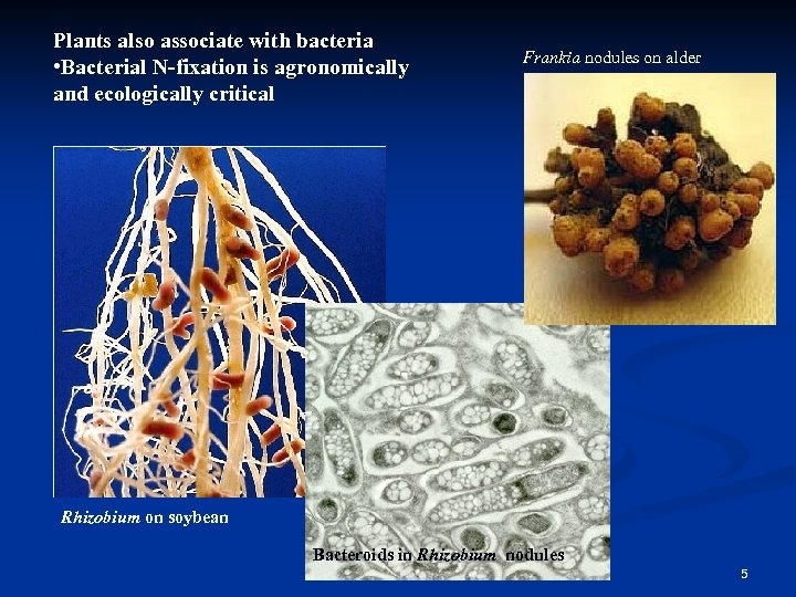 Plants also associate with bacteria • Bacterial N-fixation is agronomically and ecologically critical Frankia