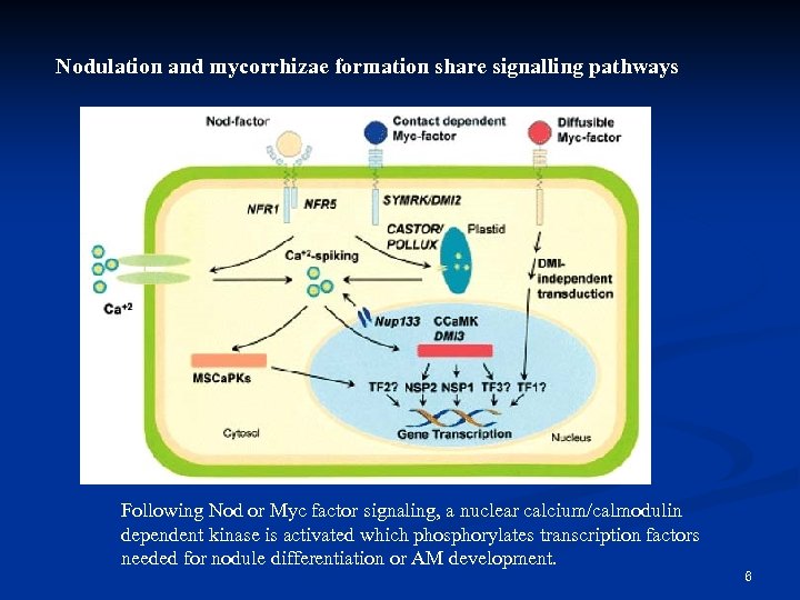 Nodulation and mycorrhizae formation share signalling pathways Following Nod or Myc factor signaling, a