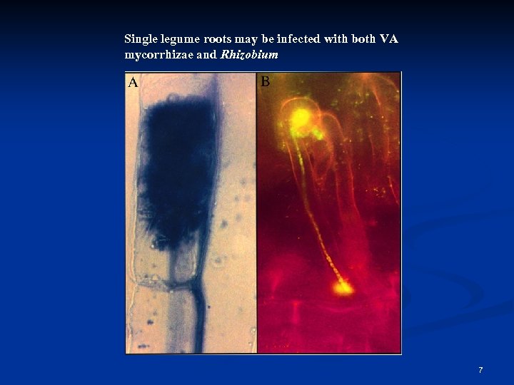 Single legume roots may be infected with both VA mycorrhizae and Rhizobium 7 