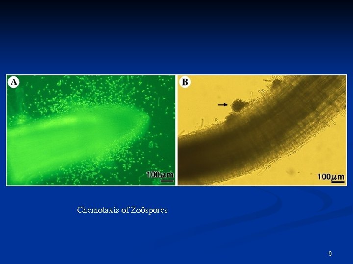 Chemotaxis of Zoöspores 9 