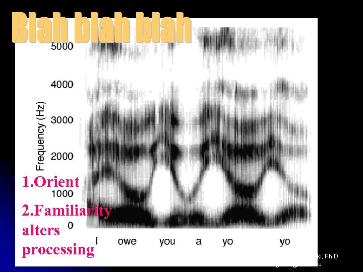 1. Orient 2. Familiarity alters processing Stephanie Golski, Ph. D. golski@rider. edu 
