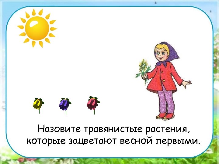 Назовите травянистые растения, которые зацветают весной первыми. 