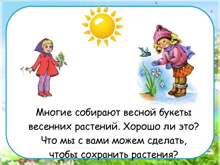 Многие собирают весной букеты весенних растений. Хорошо ли это? Что мы с вами можем