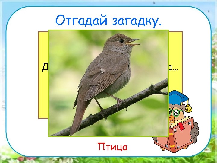 Отгадай загадку. Снится ночью пауку Чудо-юдо на суку, Длинный клюв и два крыла… Прилетит