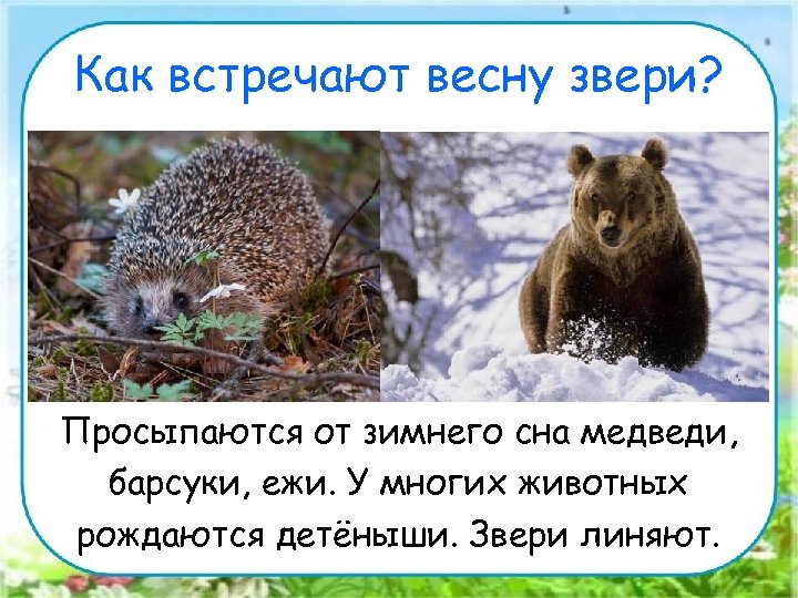 Как встречают весну звери? Просыпаются от зимнего сна медведи, барсуки, ежи. У многих животных