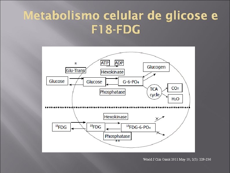 Metabolismo celular de glicose e F 18 -FDG World J Clin Oncol 2011 May