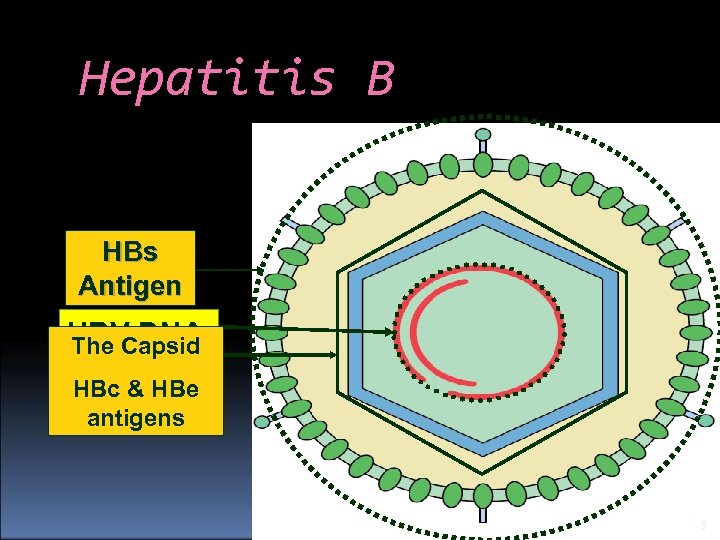 Hepatitis B HBs Antigen HBV DNA The Capsid HBc & HBe antigens 5 
