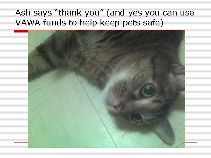 Ash says “thank you” (and yes you can use VAWA funds to help keep