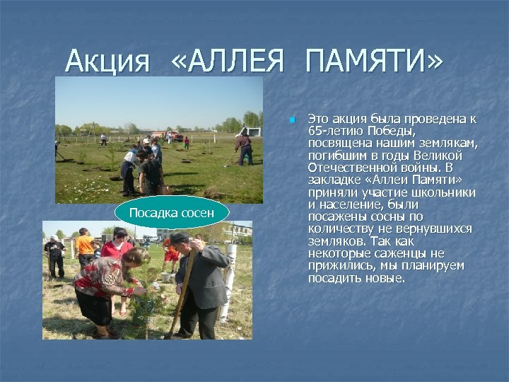 Акция «АЛЛЕЯ ПАМЯТИ» n Посадка сосен Это акция была проведена к 65 -летию Победы,
