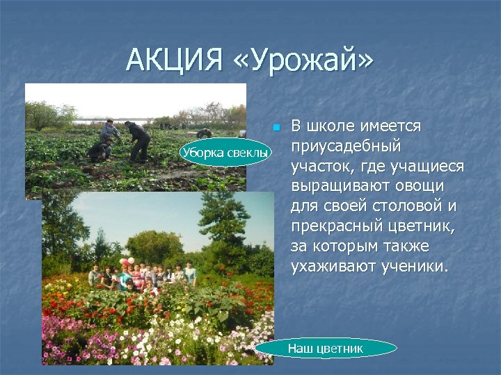 АКЦИЯ «Урожай» n Уборка свеклы В школе имеется приусадебный участок, где учащиеся выращивают овощи