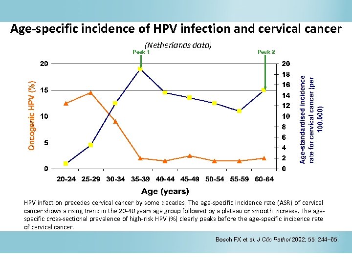 Age-specific incidence of HPV infection and cervical cancer (Netherlands data) Peak 1 Peak 2
